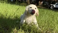 Barbie of avalon -beautiful Golden female ESA prospect Golden female , a female Golden Retriever for sale in Hawthorne, FL – 5 of 7