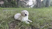 Bamboo of Avalon , a male Golden Retriever for sale in Hawthorne, FL – 4 of 9