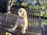 Brooklyn of Avalon (75% @TPO tests), a male Golden Retriever for sale in Hawthorne, FL – 3 of 10