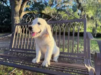 Banzai of Avalon - smart Golden Retriever female (agility assistance), a female Golden Retriever for sale in Hawthorne, FL – 8 of 10
