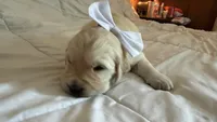 BETTY BOOP of Avalon - Golden retriever female puppy ready in 7 weeks!, a female Golden Retriever for sale in Hawthorne, FL – 9 of 10