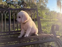 Bianca of Avalon, a female Golden Retriever for sale in Hawthorne, FL – 2 of 10