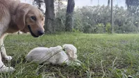 Bamboo of Avalon , a male Golden Retriever for sale in Hawthorne, FL – 7 of 9