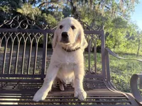 Brooklyn of Avalon (75% @TPO tests), a male Golden Retriever for sale in Hawthorne, FL – 2 of 10