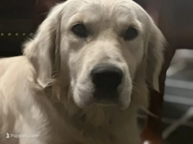 Uturn of Avalon - great GOLDEN RETRIEVER male - OPEN TO TRADE – Golden Retriever puppy on hold in Hawthorne, FL