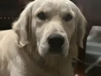 U-Turn of Avalon - great GOLDEN RETRIEVER male - OPEN TO TRADE, a male Golden Retriever for sale in Hawthorne, FL – 4 of 10
