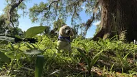 Barbie of avalon -beautiful Golden female ESA prospect Golden female , a female Golden Retriever for sale in Hawthorne, FL – 6 of 7