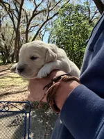 Brooklyn of Avalon - ESA / Service dog prospect, a male Golden Retriever for sale in Hawthorne, FL – Photo 4 of 7