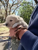 Brooklyn of Avalon - ESA / Service dog prospect, a male Golden Retriever for sale in Hawthorne, FL – Photo 2 of 7