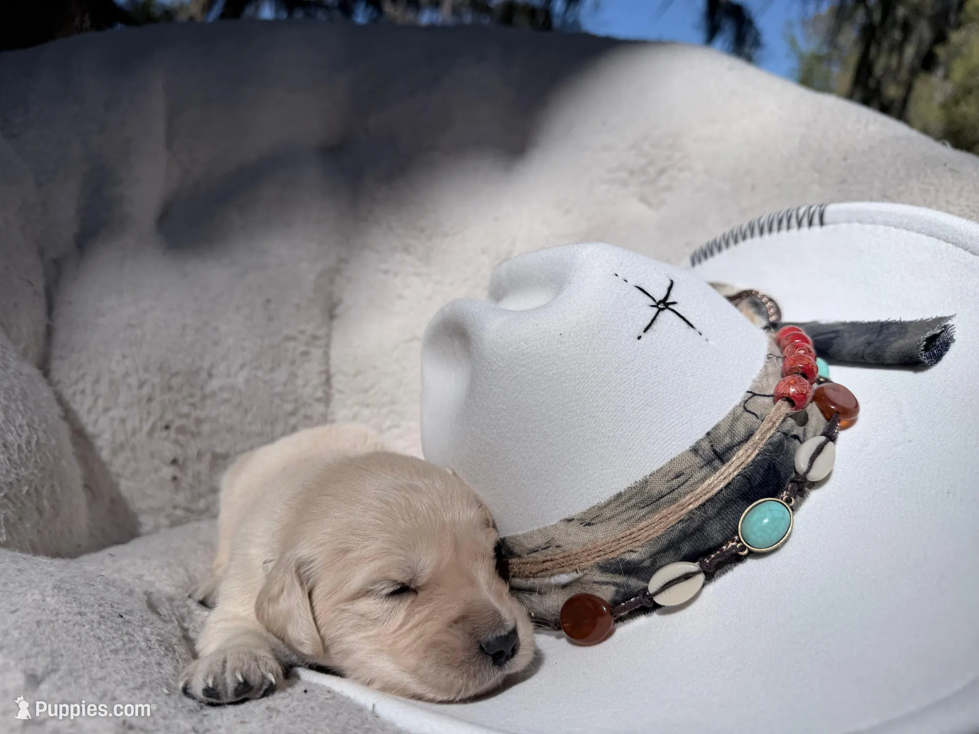 Brooklyn of Avalon - ESA / Service dog prospect – Golden Retriever puppy for sale in Hawthorne, FL