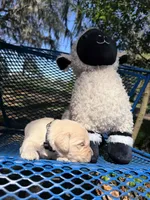 Brooklyn of Avalon - ESA / Service dog prospect, a male Golden Retriever for sale in Hawthorne, FL – Photo 7 of 7