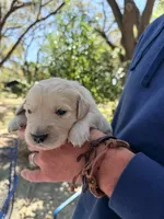 Brooklyn of Avalon - ESA / Service dog prospect, a male Golden Retriever for sale in Hawthorne, FL – Photo 5 of 7