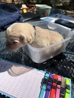 Brooklyn of Avalon - ESA / Service dog prospect, a male Golden Retriever for sale in Hawthorne, FL – Photo 6 of 7