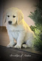 Brooklyn of Avalon, talented boy for agility & service dog prospect, a male Golden Retriever for sale in Hawthorne, FL – 4 of 10