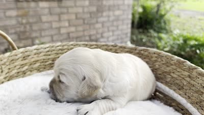Vedah of Avalon , a female Golden Retriever for sale in Hawthorne, FL – 10 of 10