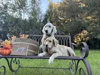U-TURN : pure golden producer OFA dna / for trade, a male Golden Retriever for sale in Hawthorne, FL – 10 of 10