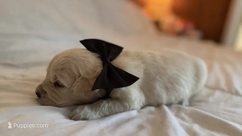 BERKELEY of Avalon - Golden retriever male puppy ready in 7 weeks! – Golden Retriever puppy for sale in Hawthorne, FL