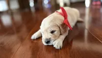 BEYONCE of Avalon  - purebred Golden retriever female puppy, a female Golden Retriever for sale in Hawthorne, FL – 9 of 10