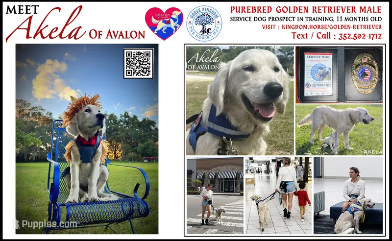Rare! SERVICE DOG (pure golden) with Ihis D - Akela – Golden Retriever puppy for sale in Hawthorne, FL