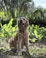 BETTY BOOP of Avalon - Golden retriever female puppy ready in 7 weeks!, a female Golden Retriever for sale in Hawthorne, FL – 5 of 10