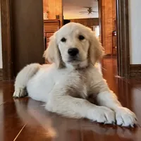 AMY of Avalon, a female Golden Retriever for sale in Hawthorne, FL – Photo 8 of 10