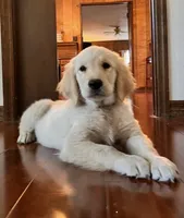 AMY of Avalon, a female Golden Retriever for sale in Hawthorne, FL – Photo 8 of 10