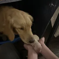 AMY of Avalon, a female Golden Retriever for sale in Hawthorne, FL – Photo 9 of 10