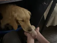 AMY of Avalon, a female Golden Retriever for sale in Hawthorne, FL – Photo 9 of 10