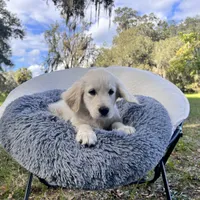 AMY of Avalon, a female Golden Retriever for sale in Hawthorne, FL – Photo 7 of 10
