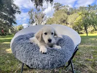 AMY of Avalon, a female Golden Retriever for sale in Hawthorne, FL – Photo 7 of 10
