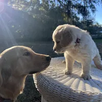 AMY of Avalon, a female Golden Retriever for sale in Hawthorne, FL – Photo 2 of 10
