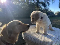 AMY of Avalon, a female Golden Retriever for sale in Hawthorne, FL – Photo 2 of 10