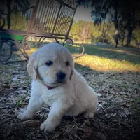AMY of Avalon, a female Golden Retriever for sale in Hawthorne, FL – Photo 4 of 10