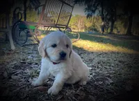 AMY of Avalon, a female Golden Retriever for sale in Hawthorne, FL – Photo 4 of 10