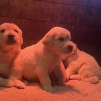 AMY of Avalon, a female Golden Retriever for sale in Hawthorne, FL – Photo 5 of 10
