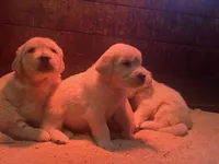 AMY of Avalon, a female Golden Retriever for sale in Hawthorne, FL – Photo 5 of 10