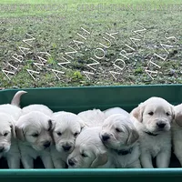 AMY of Avalon, a female Golden Retriever for sale in Hawthorne, FL – Photo 3 of 10