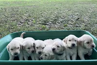 AMY of Avalon, a female Golden Retriever for sale in Hawthorne, FL – Photo 3 of 10