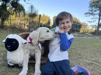 AMY of Avalon, a female Golden Retriever for sale in Hawthorne, FL – Photo 10 of 10