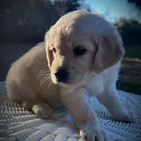AMY of Avalon, a female Golden Retriever for sale in Hawthorne, FL – Photo 1 of 10