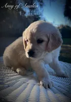AMY of Avalon, a female Golden Retriever for sale in Hawthorne, FL – Photo 1 of 10