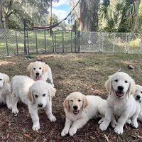 AMY of Avalon, a female Golden Retriever for sale in Hawthorne, FL – Photo 6 of 10