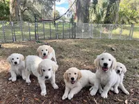 AMY of Avalon, a female Golden Retriever for sale in Hawthorne, FL – Photo 6 of 10