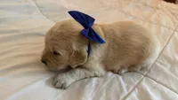 BALKAN of Avalon - Golden retriever male puppy ready in 7 weeks!, a male Golden Retriever for sale in Hawthorne, FL – 2 of 10