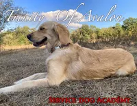 Vedah of Avalon , a female Golden Retriever for sale in Hawthorne, FL – 9 of 10