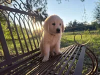 Bianca of Avalon, a female Golden Retriever for sale in Hawthorne, FL – 3 of 10