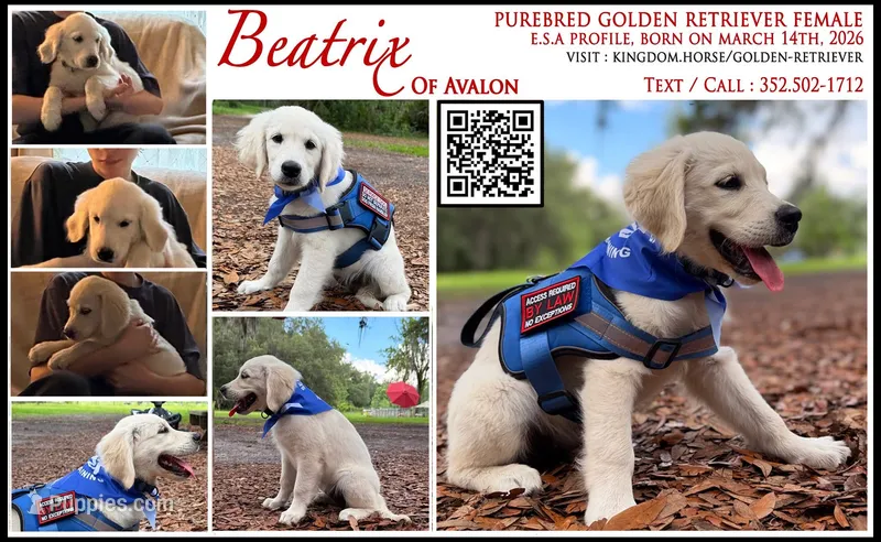 Beatrix of Avalon - Golden retriever (english cream) female puppy – Golden Retriever puppy for sale in Hawthorne, FL