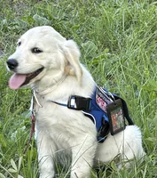 BONZAI of Avalon - Girl for Service + esa (83% @TPO tests), a female Golden Retriever for sale in Hawthorne, FL – 3 of 9