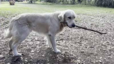 U-Turn of Avalon - great GOLDEN RETRIEVER male - OPEN TO TRADE, a male Golden Retriever for sale in Hawthorne, FL – 5 of 10