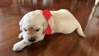 BEYONCE of Avalon  - purebred Golden retriever female puppy, a female Golden Retriever for sale in Hawthorne, FL – 6 of 10